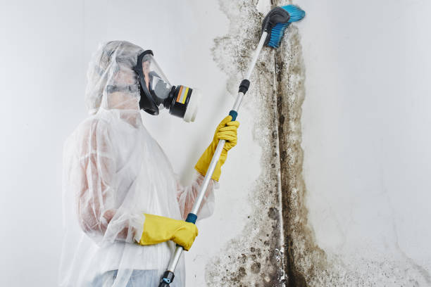 Best Post-Flood Mold Remediation in Negaunee, MI