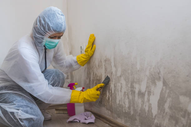 Best HVAC Mold Remediation in Negaunee, MI