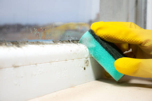 Best White Mold Remediation in Negaunee, MI