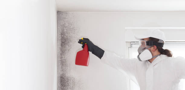 Best Black Mold Remediation in Negaunee, MI