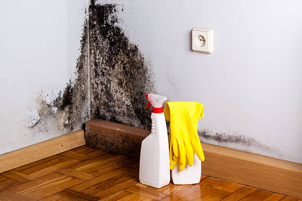 Best DIY Mold Remediation Support Services in Negaunee, MI