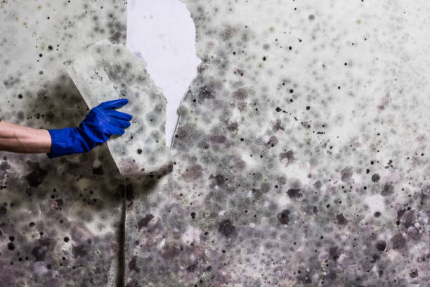 Best Insurance-Related Mold Remediation in Negaunee, MI